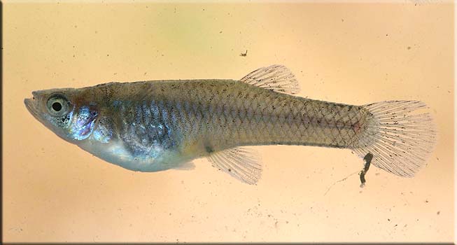 GAMBUSIA AFFINIS